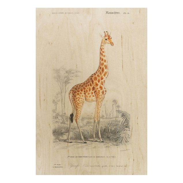 Stampe Bacheca vintage Giraffa