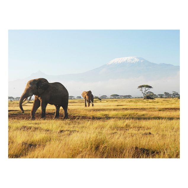 Quadro paesaggio Elefanti di fronte al Kilimangiaro in Kenya