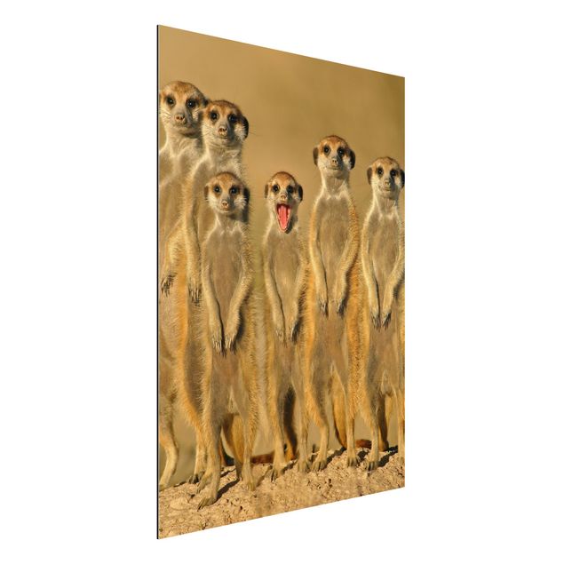 Quadri Africa Meerkat Family