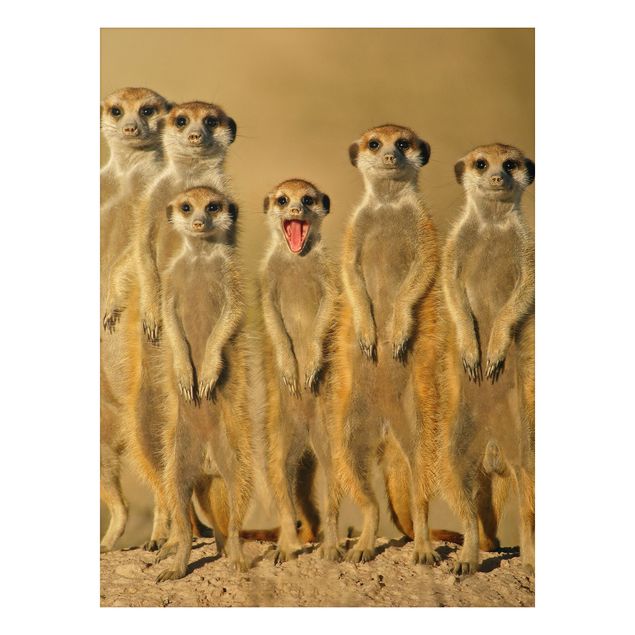 Quadri moderni   Meerkat Family