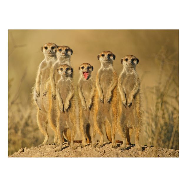 Quadri moderni   Meerkat Family