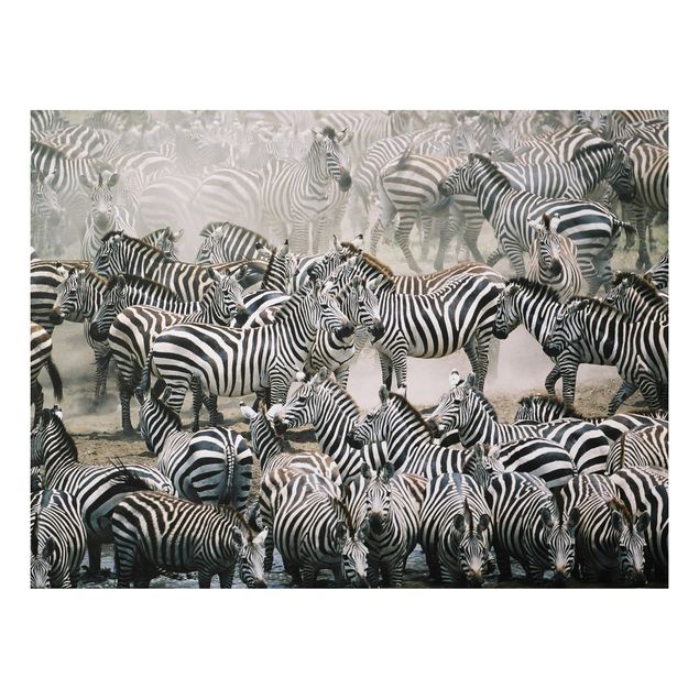 Quadri con zebre Branco di zebre