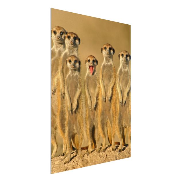Quadri Africa Famiglia di suricati
