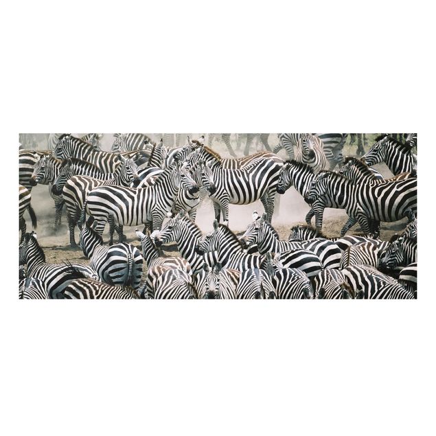 Quadri zebra Branco di zebre