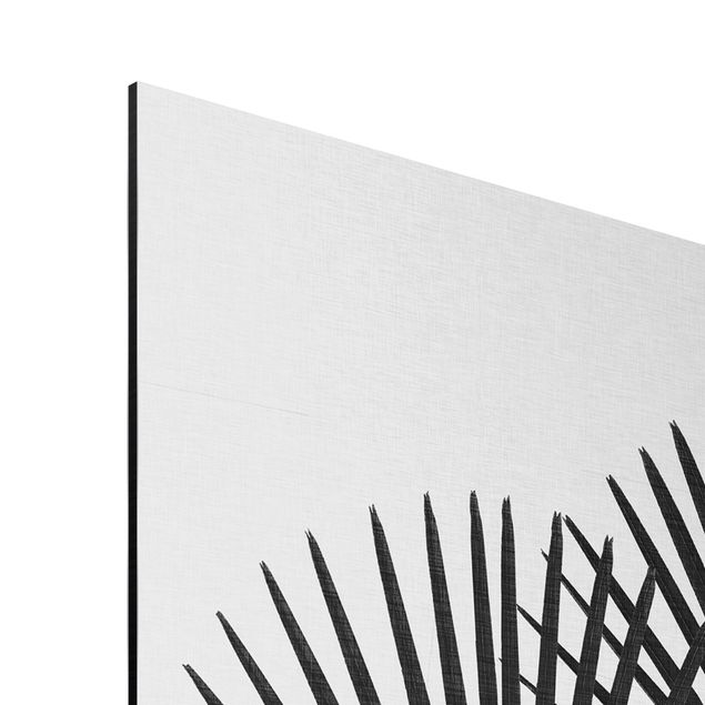 Quadri in alluminio Foglie di palma in bianco e nero