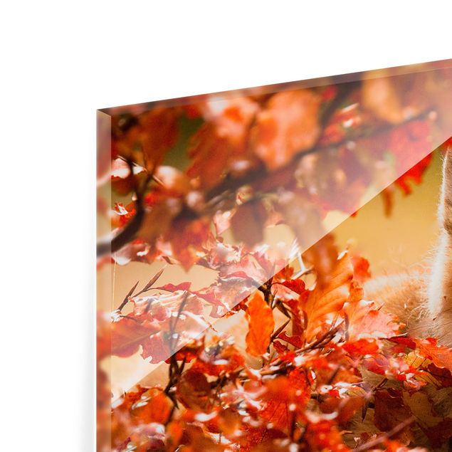 Paraschizzi in vetro - Fox in Autumn