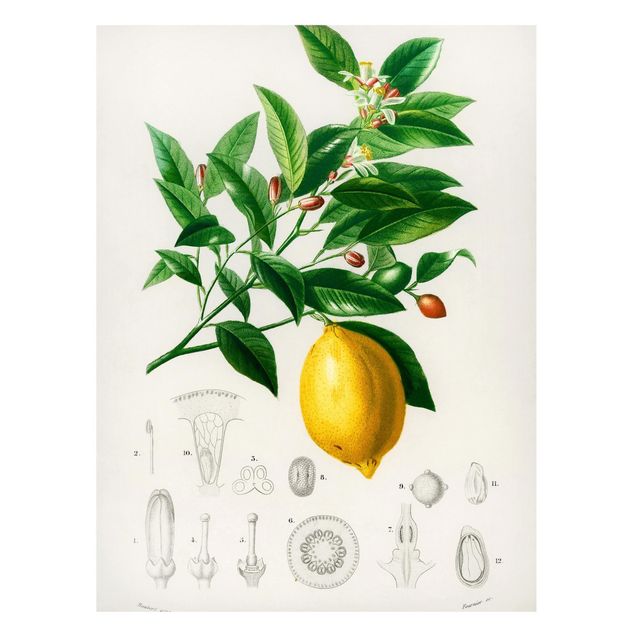 Lavagne magnetiche con fiori Illustrazione botanica vintage di limone