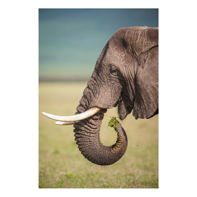 Quadro con elefante Nutrire gli elefanti in Africa