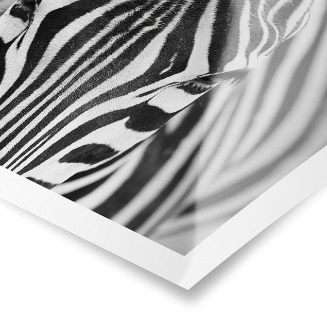 Poster bianco nero Sguardo da zebra