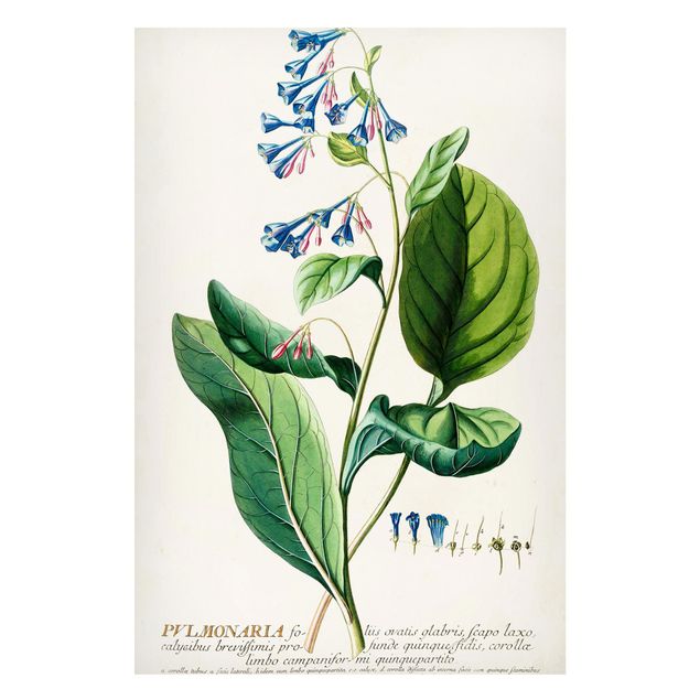 Quadri fiori Illustrazione botanica vintage Pulmonaria