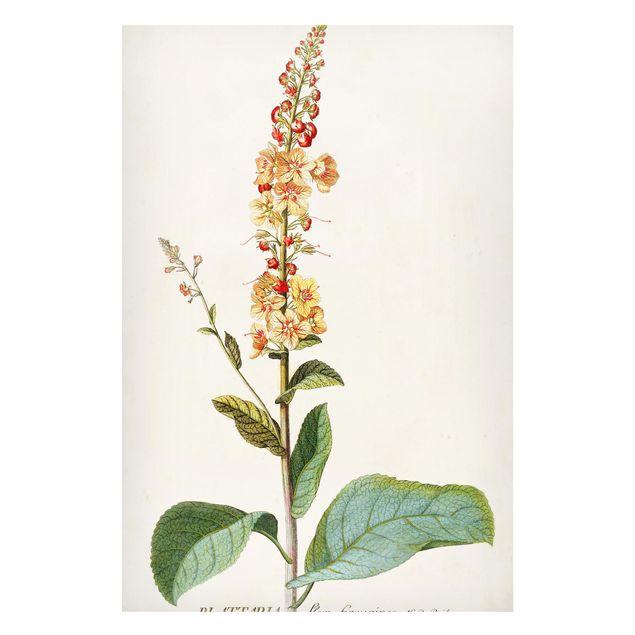 Quadri fiori Illustrazione botanica vintage Mullein
