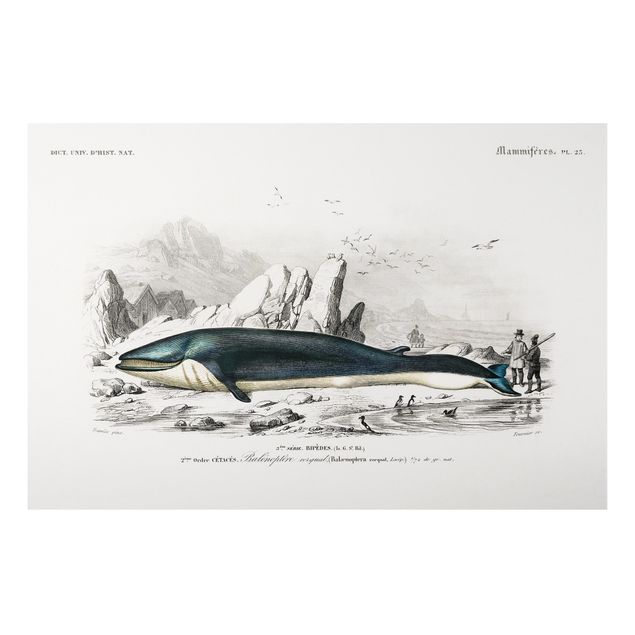 Quadri con animali Bacheca vintage Balena blu
