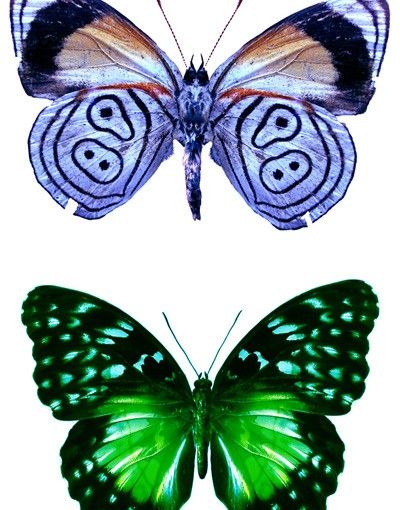 Pellicola adesiva per vetri Farfalle Set 1