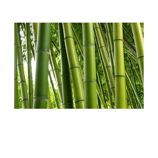Pellicola autoadesiva per vetri Bamboo Trees No.2