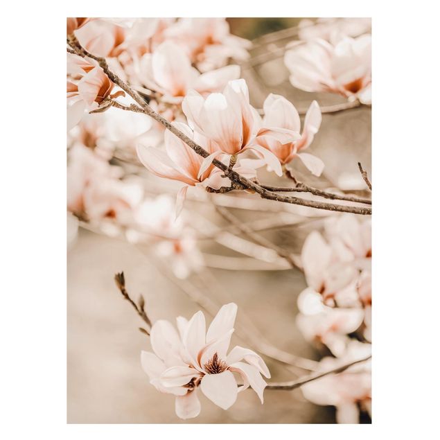 Quadri con alberi Ramoscello di magnolia in stile vintage