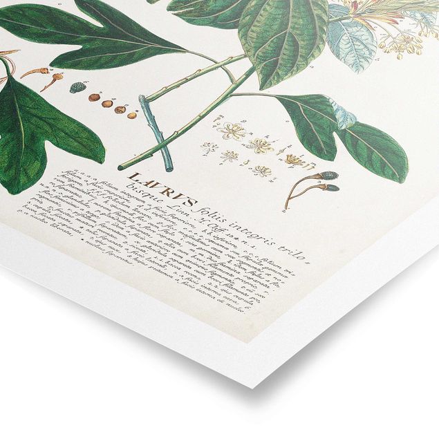 Quadri Illustrazione botanica vintage Alloro