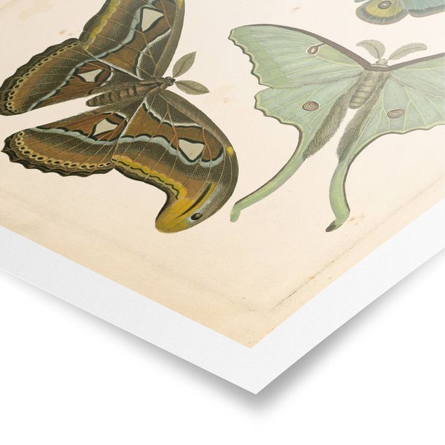 Quadri marroni Illustrazione vintage Farfalle esotiche II