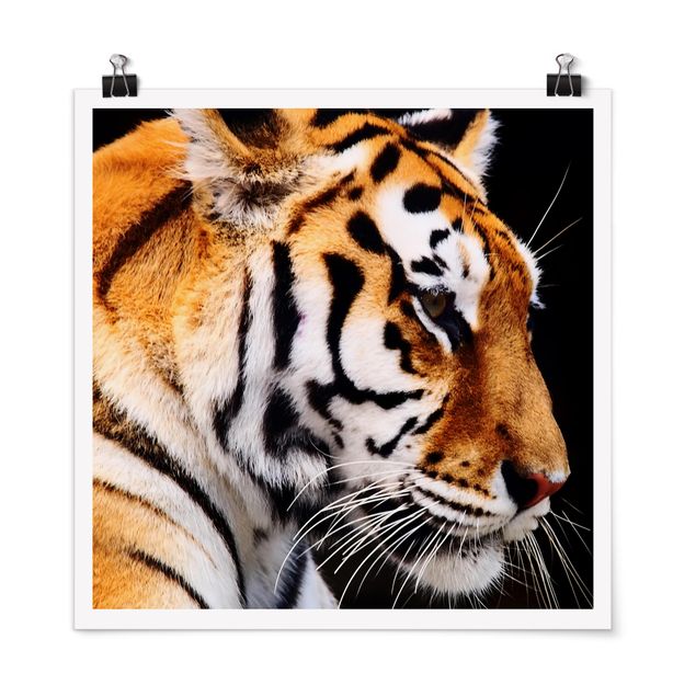 Quadri con animali Bellezza della tigre