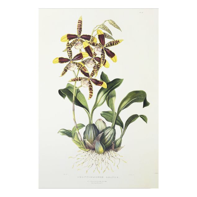 Stile di pittura Maxim Gauci - Orchidea II