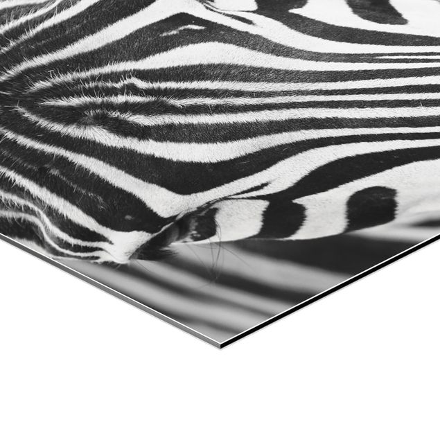 Quadri esagonali Sguardo da zebra
