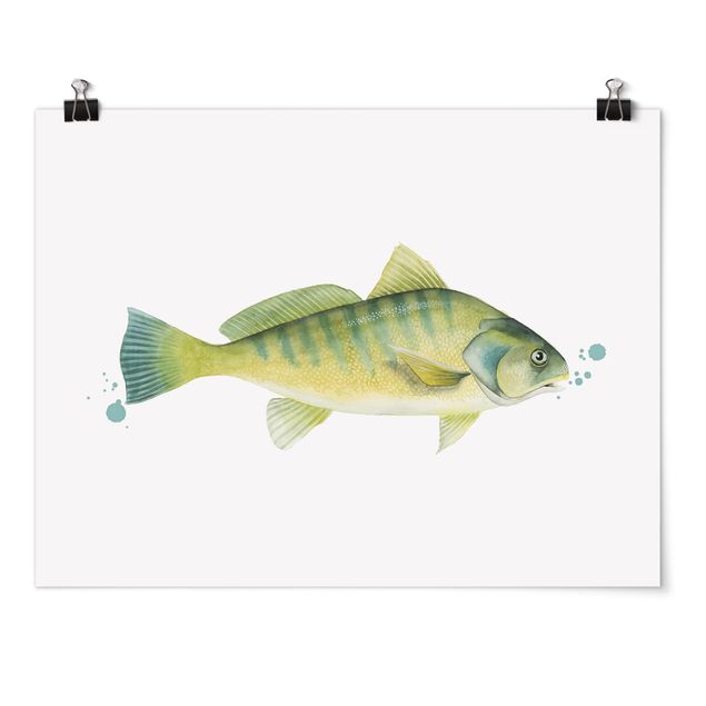 Poster animali Colore Cattura - Pesce persico