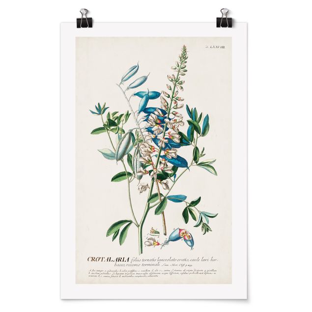 Quadro moderno blu Illustrazione botanica vintage Legumi