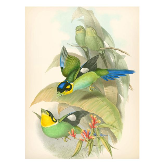 Quadri fiori Illustrazione vintage Uccelli tropicali