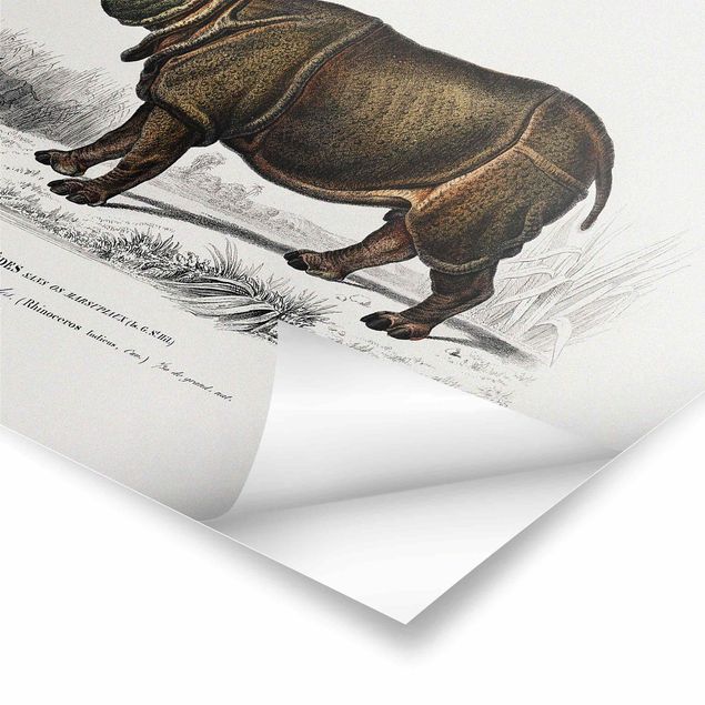 Stampe Bacheca Vintage Rinoceronte