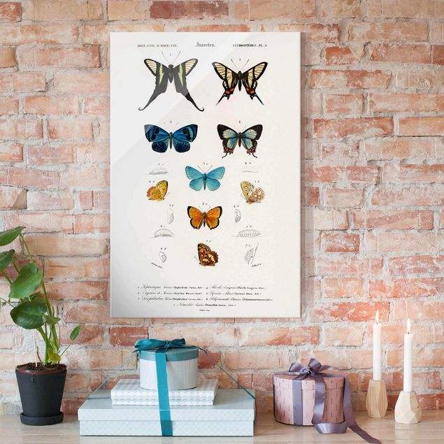 Quadri con farfalle Bacheca Vintage Farfalle I