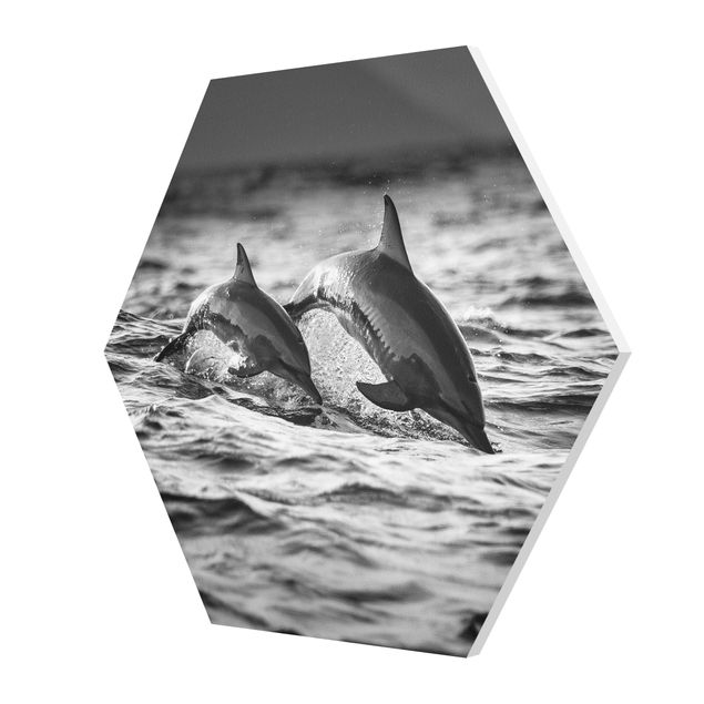 Quadri forex Due delfini che saltano