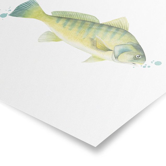 Quadri natura Colore Cattura - Pesce persico