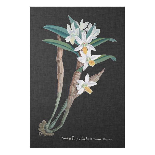 Quadri con fiori Orchidea bianca su lino I