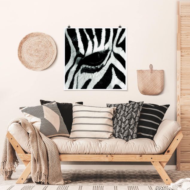 Quadri Africa zebra