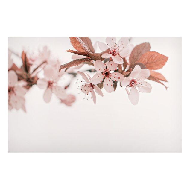 Quadri moderni per arredamento Delicati fiori di ciliegio su un ramoscello