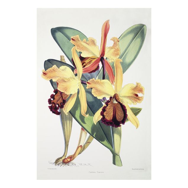 Stile artistico Walter Hood Fitch - Orchidea