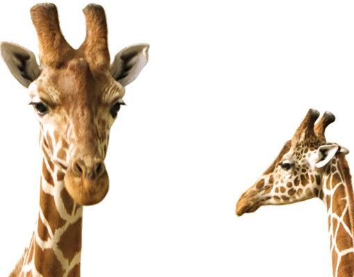 Pellicola autoadesiva per vetri Due giraffe