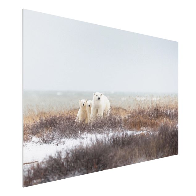 Quadri con orsi Orso polare e i suoi cuccioli