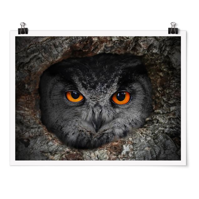 Poster - guardando Owl - Orizzontale 3:4