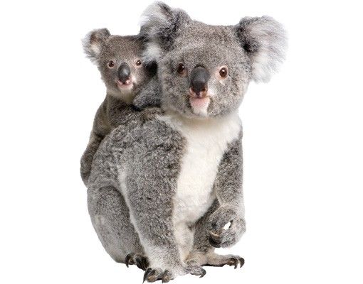 Adesivi murali con animali Orsi Koala