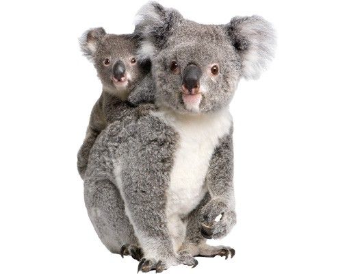 Adesivi da parete Orsi Koala