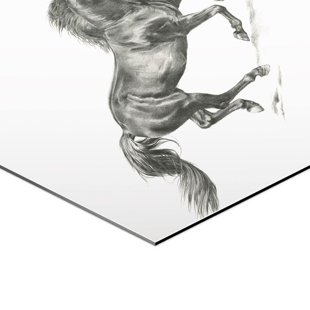 Esagono in Alluminio Dibond - Wild Horse Trial - Stallion