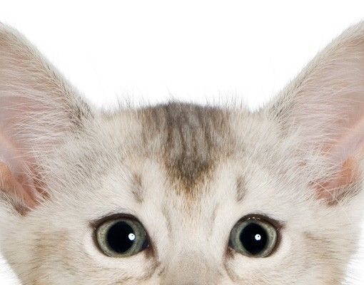 Pellicola autoadesiva per vetri Gatti con occhi da cucciolo