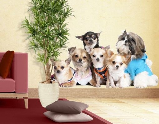 Autocolantes de parede cães No.277 Chihuahua e uno Shi
