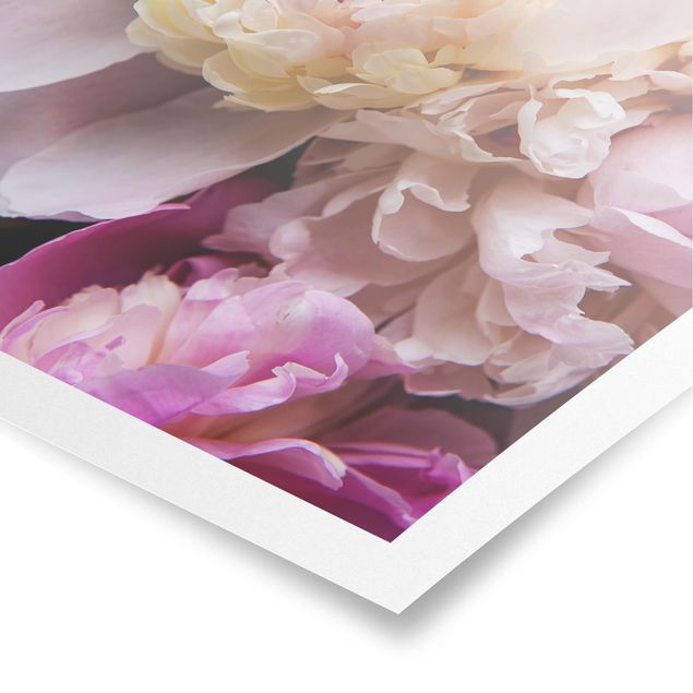 Poster Peonia in fiore