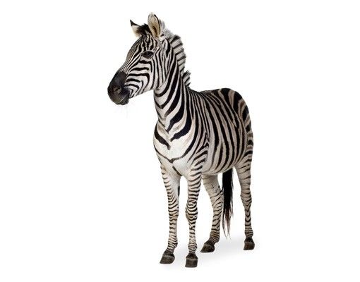 Decorazioni cameretta Zebra sorridente
