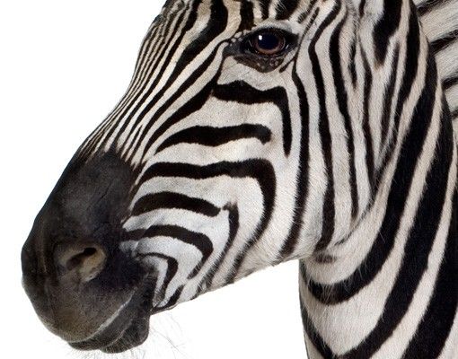 Adesivi per vetri con animali Zebra sorridente