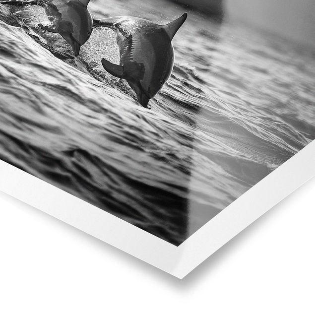 Poster - Due delfini che saltano - Orizzontale 3:4