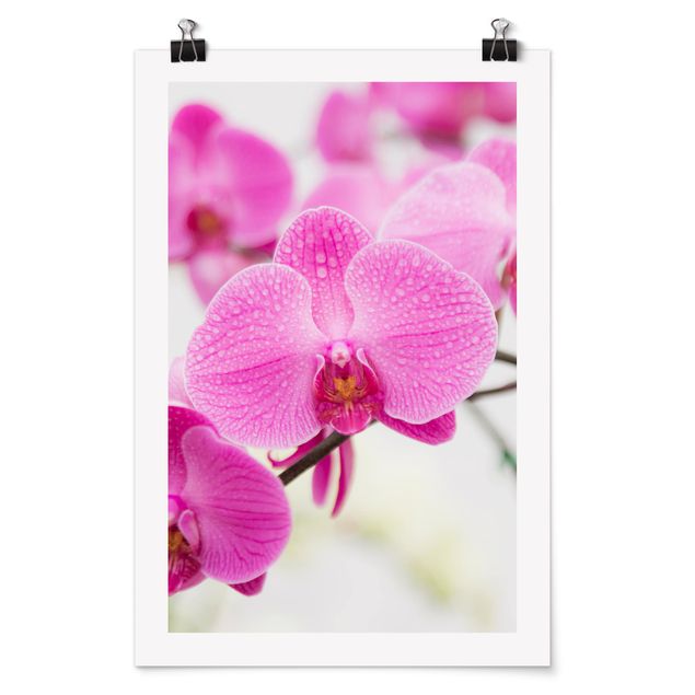 Quadri floreali Orchidea ravvicinata
