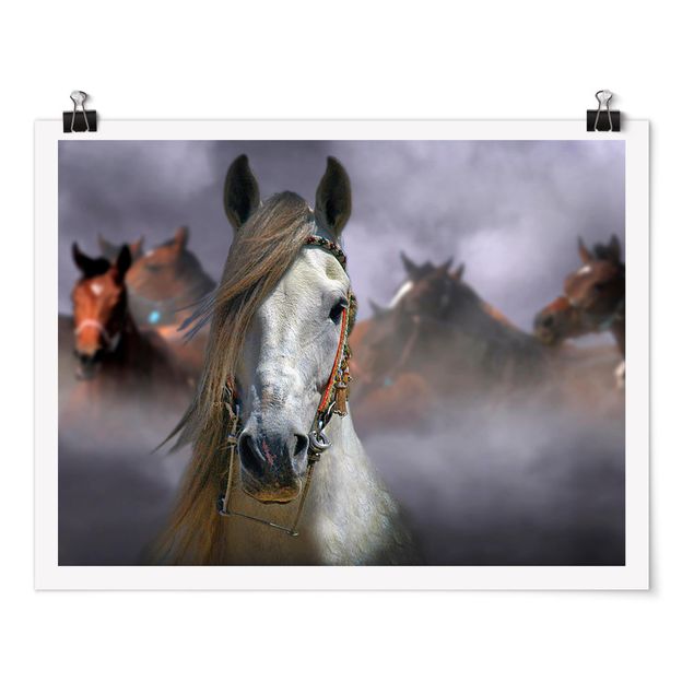 Poster animali Cavalli nella polvere