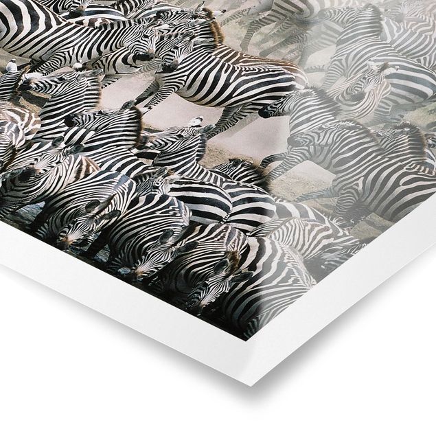 Poster bianco nero Branco di zebre